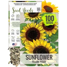 Yellow Pygmy Sunflower Seeds For Planting (Helianthus annuus)