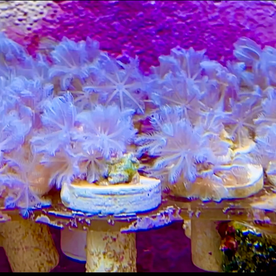 Live Saltwater Aquaculture Coral Pulsing Xenia Frag by