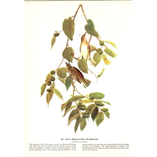 Florida Jay - 1941 Audubon "Birds of America" Original Color Bird Print - Picture 2 of 2