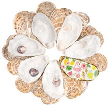 30Pcs Large Flat Oyster Shells for Crafts - 4-5 Inch Cleaned - 30Pcs