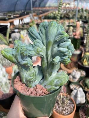 1AM SUCCULENTS Rare Cactus - Myrtillocactus Geometrizans Crested var. Fred