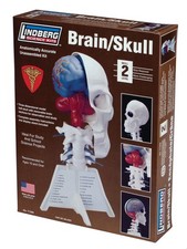 Lindberg Brain and Skull Half