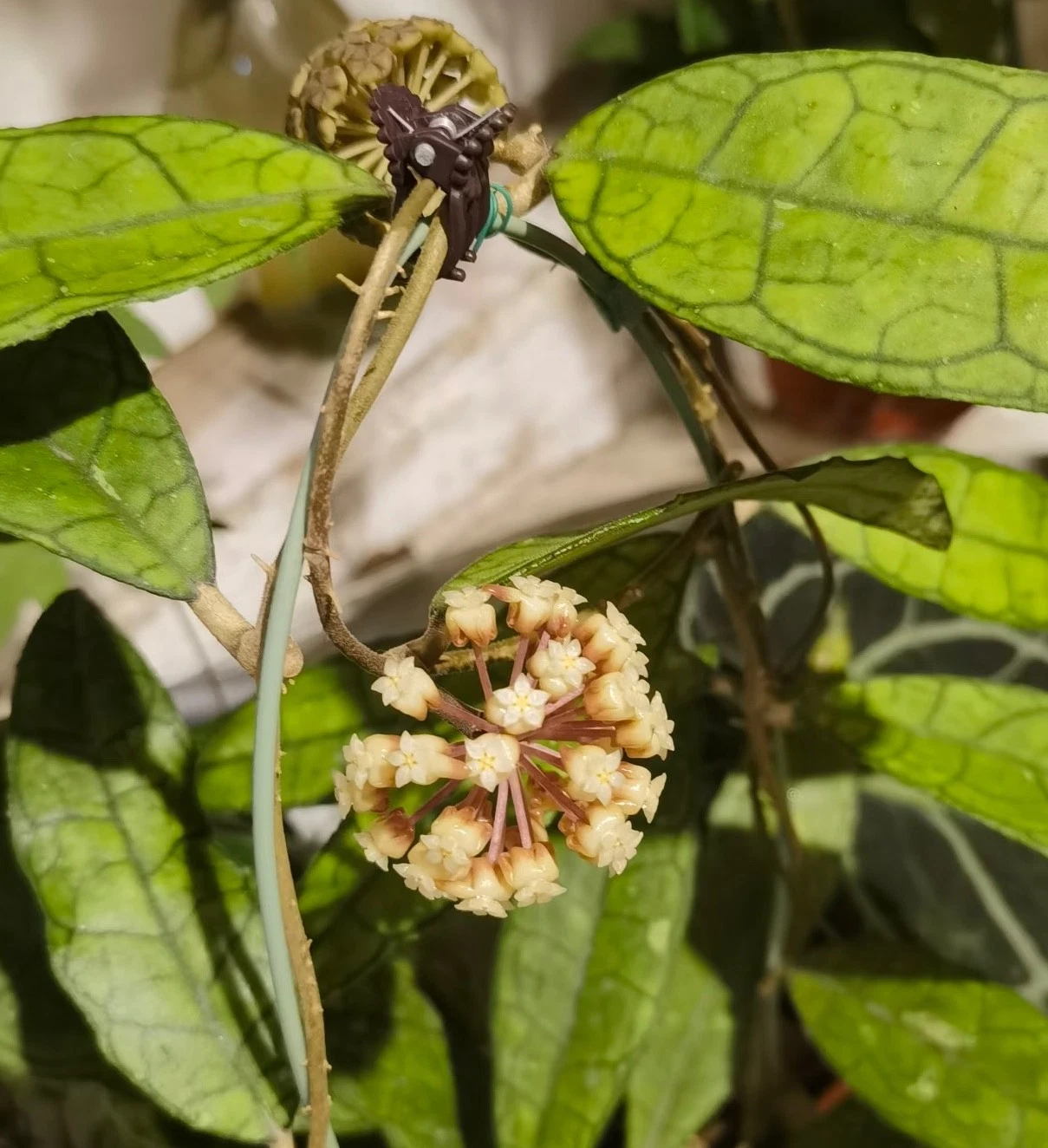 AU STOCK RARE HOYA SP " FINLAYSONII " -PLANTS ROOTED SUCCULENT 18-68
Opens in a new window or tab