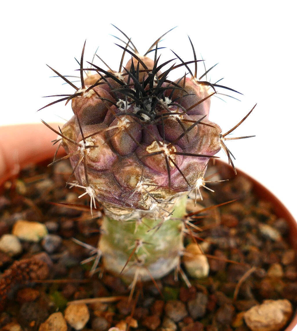 Copiapoa cinerea X griseoviolacea GRAFTED - NO crested | eBay