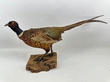 Taxidermy Ringneck Pheasant Bird Model Feather Mount Wood Base Hunting Vintage