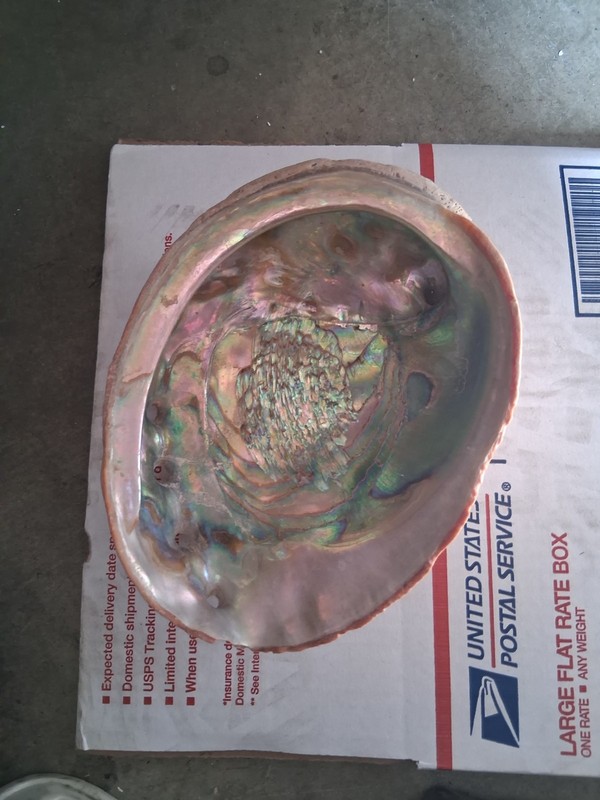 Medium Natural Abalone Shell
