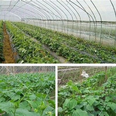 Seedfactor Plant Trellis Netting Garden HeavyDuty Polyester Grow Net +SquareMesh