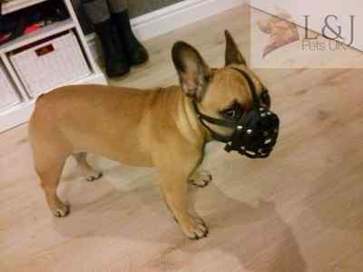 muzzle for a french bulldog