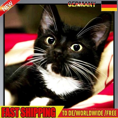 30x30cm Long Whisker Black Cat Full Round Rhinestone Picture DIY Kit Home Decor