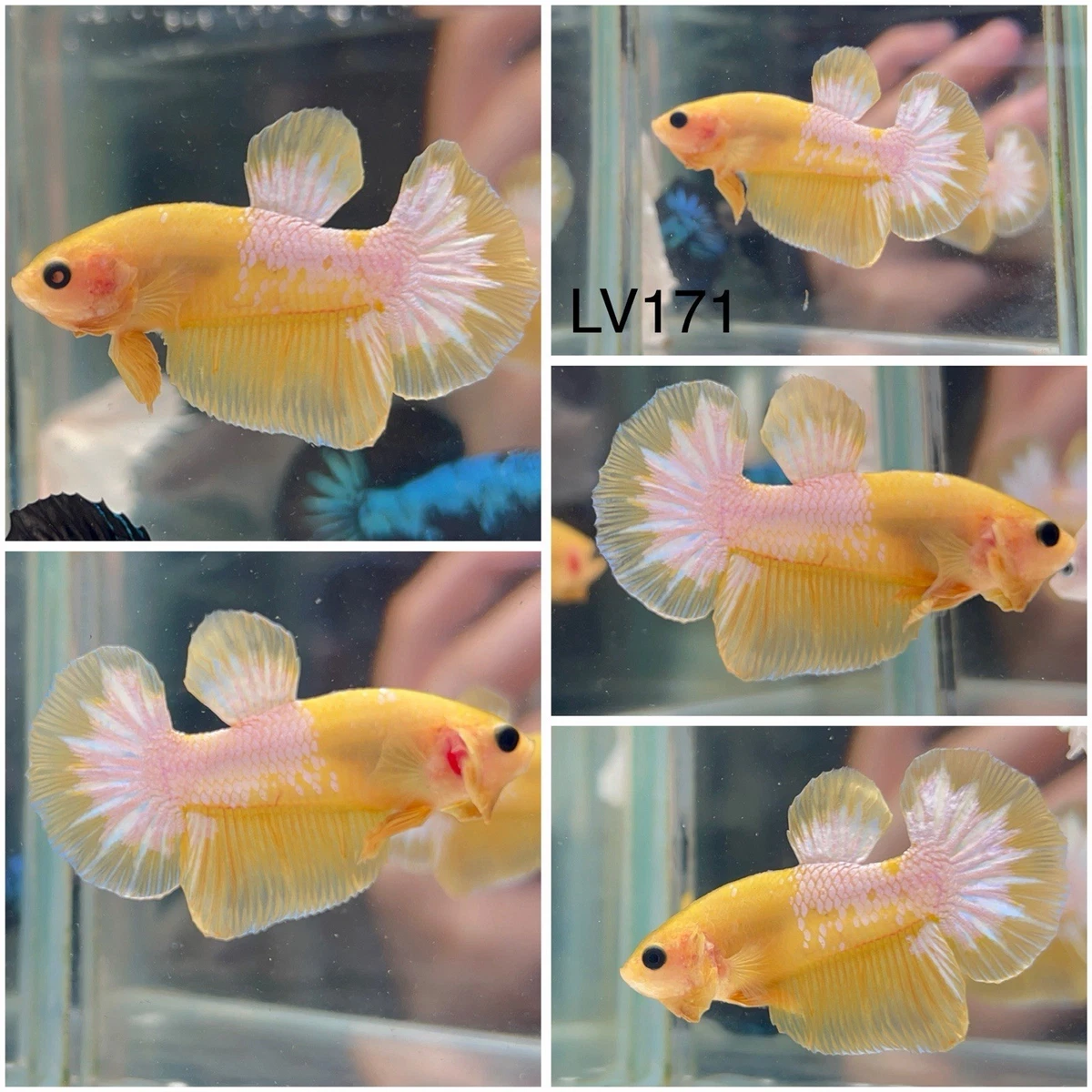Las mejores ofertas en Amarillo Betta | eBay