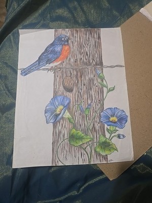 9 x11.5  Hand Drawn Blue Bird On A Wire W/ Morning Glories Color Pencil 