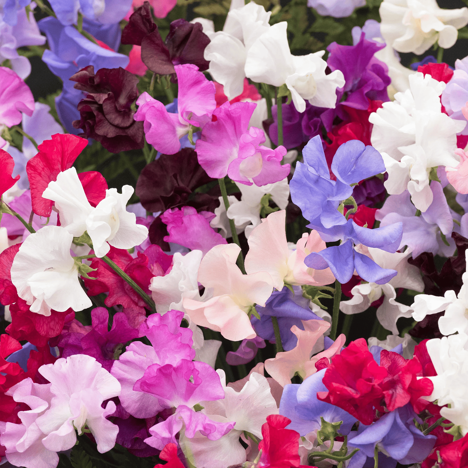 Sweet Pea Tall Mix Live Fresh Scented Climbing Bedding Plug Plants (6 Pack)