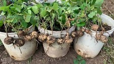Pachyrhizus erosus, Jicama, Mexican yam bean, Turnip, Bang Kwang - 10 Sementes