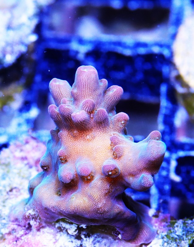 Lisa Frank Acropora Frag Zoanthids Zoa Paly SPS LPS Corals, WYSIWYG
