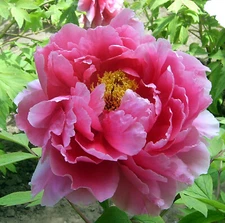 Tree Peony, Paeonia suffruticosa, Seeds
