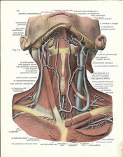 Stampa antica ANATOMIA APPARATO SANGUIGNO del COLLO medicina 1938 Antique print