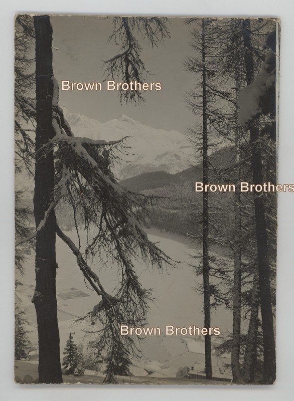Vintage 1920s Alpine Vista Snow Capped Mountains & Tall Evergreens Mounted Photo
