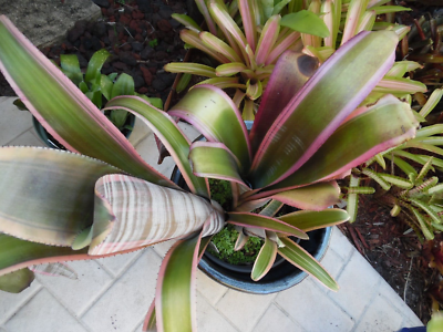 Billbergia RALPH GRAHAM FRENCH Bromeliad one tropical plant *TALL