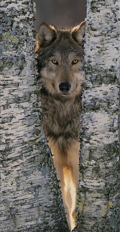 Toile loup pour décoration murale moderne et cadre tableaux animaux 50x70