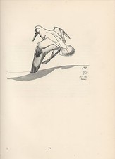 1937 BIRD PRINT ~ ALBINO OYSTER CATCHER 