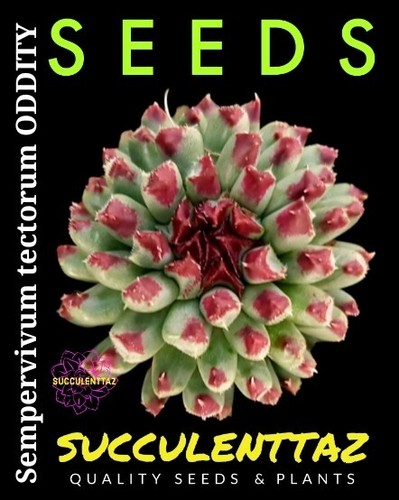 Sempervivum tectorum ODDITY 20 x Seeds Crassula Echeveria fam SUCCULENT