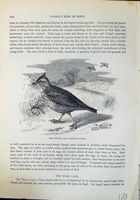 Alter Druck Brehm Jones um 1860 Cassell'S Vögel getuftete Lerche Calerita Cristata 19.
