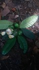 Garcinia Bahiensis — photo 9