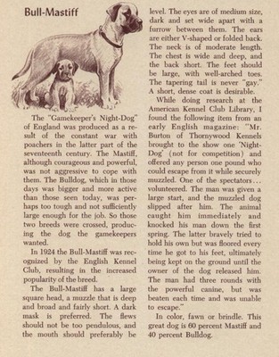 Bull Mastiff - CUSTOM MATTED - Vintage Antique Dog Art Print - 1954 M. Dennis