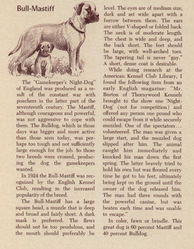 Bull Mastiff - CUSTOM MATTED - Vintage Antique Dog Art Print - 1954 M. Dennis