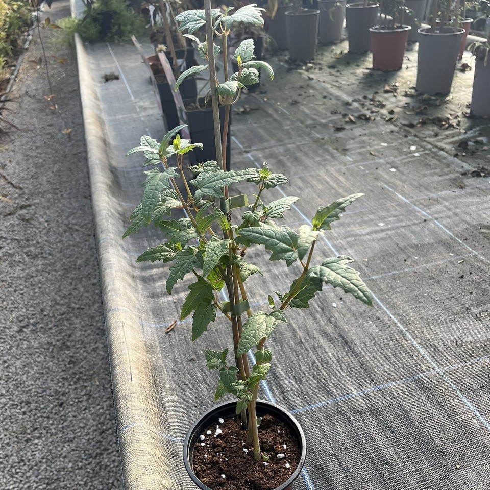 Canarina Canariensis Canary Island Bellflower 13cm Pot. Rarely Seen
