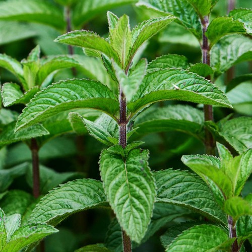 CLOVE BUD, LEMON, TEA TREE, PEPPERMINT, LAVENDER OIL, OTHERS (BUY 3 GET 3 FREE) - Picture 6 of 15