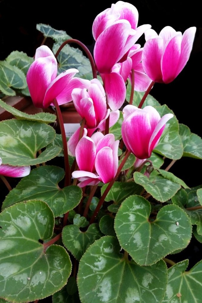 Cyclamen Abs Oil 100% Pure and Natural  Uncut or diluted.