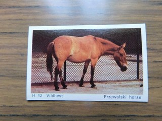 Dandy Gum 1969 Wild Animals H42 Przewalski Horse / Vildhest