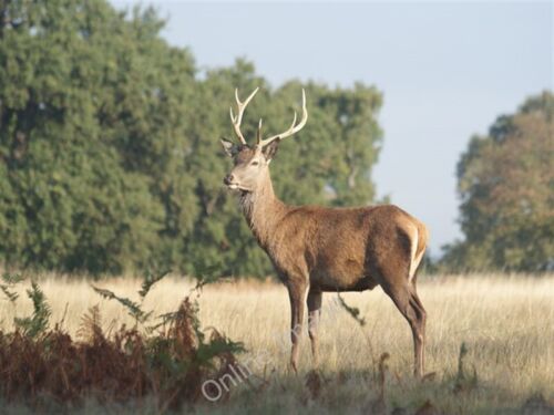 Photo 6x4 Red Deer in Richmond Park Richmond\/TQ1874 The stag keeps an ey c2009 - Picture 1 of 1