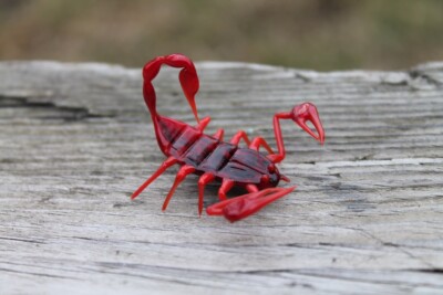 Bright Red Scorpion Glass Miniature, Animals Glass, Art Glass, Blown Glass