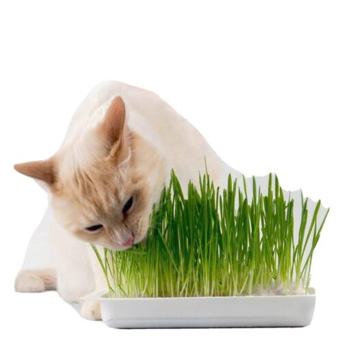 Cat Grass 10,000+ Seeds :) (Dactylis) Instructions Included x - Afbeelding 1 van 7