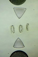 Antique microscope slide. Diatoms. Mulleriella limbata var.Heurck. Santa Monica.