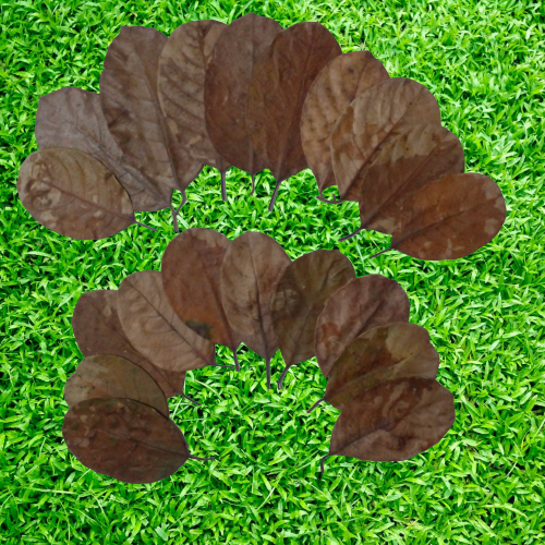 Dried Leaves Organic Aquarium Natural Shrimp Jack Fruit Ceylon Fish 20pcs Bio Ja - 第 10/10 張圖片