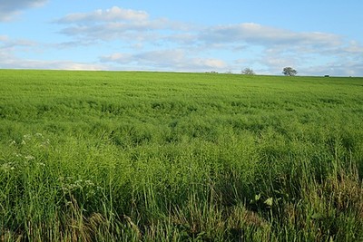 Foto 6x4 Ölsaaten Raps Hodgeton Ich hätte vor ein oder zwei Wochen hier sein sollen c2017