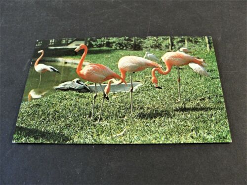 Flamingos in Everglades Wonder Gardens, Bonita Springs, Florida - 1964 Postkarte. - Bild 1 von 2