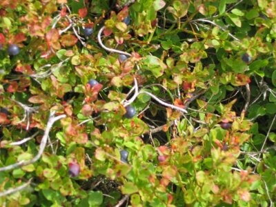 Photo 6x4 Blaeberries (Vaccinium myrtillus) Boghall/NT2465 A good reason c2005