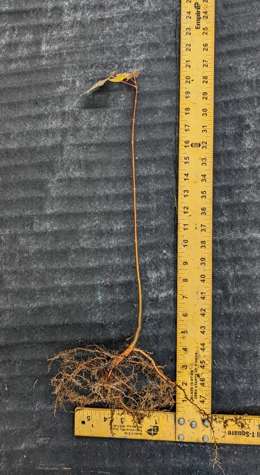 2 Red Maple Trees (Acer rubrum) 1-3 feet Tall, Bare root Beautiful Fast Growing  - Image 3 of 4