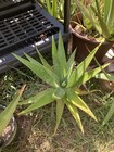 Aloe hybrid vera & maculata 4” Pot Live Succulents — photo 6