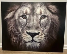 Portrait Of Lion Canvas Wall Art Print, Lion Home Decor
