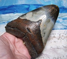 MEGALODON SHARK TOOTH 4 1/2