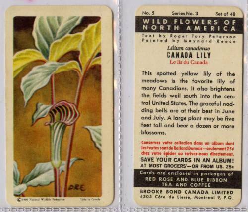 bringing tobacco into us Riley Green