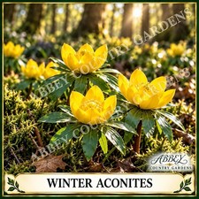 40 Winter Aconite Plant Now Ready For Spring