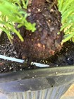 20+Y/O Rescue•Coast Redwood Tree Huge Burl (My BIGGEST!) From Seed NorCal Coast — photo 2