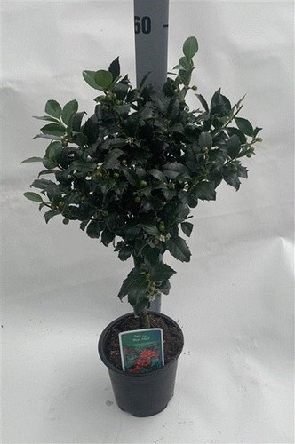 Premium Standard Holly Tree 'Blue Maid' | Lush Berries & Glossy Foliage - Picture 5 of 5