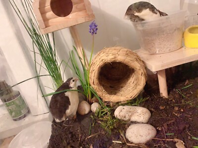 12+ hand raised Button Quail  Hatching Eggs NPIP & AI a high fertilization rate
